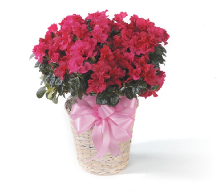 Azelea plant