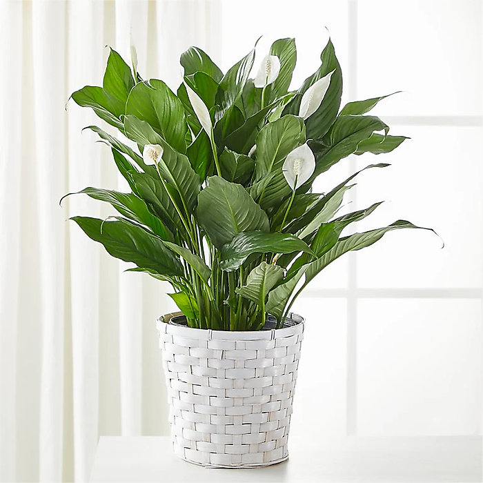 Spathiphyllum (Peace Lily) Medium