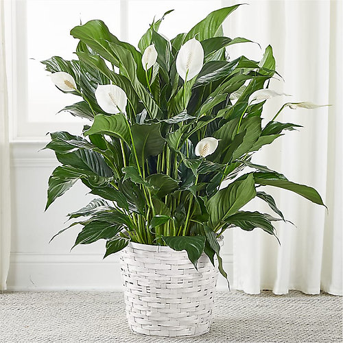 Spathiphyllum (Peace Lily) Large