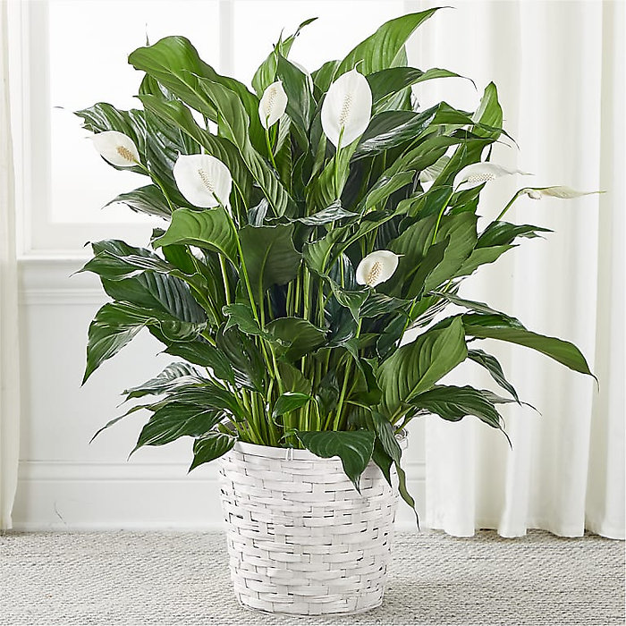 Spathiphyllum (Peace Lily) Large