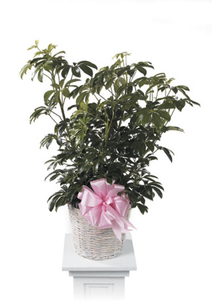 Umbrella tree